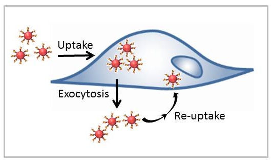 Exocytosis of peptide functionalized gold nanoparticles
